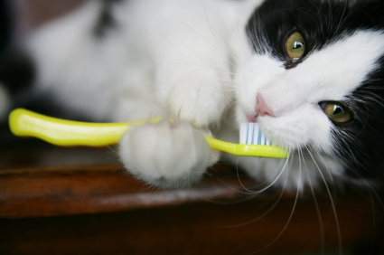 curatare dinti pisica